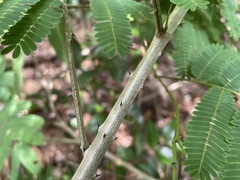 Senegalia westiana