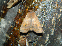 Eupsilia tristigmata