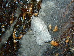 Acleris placidana