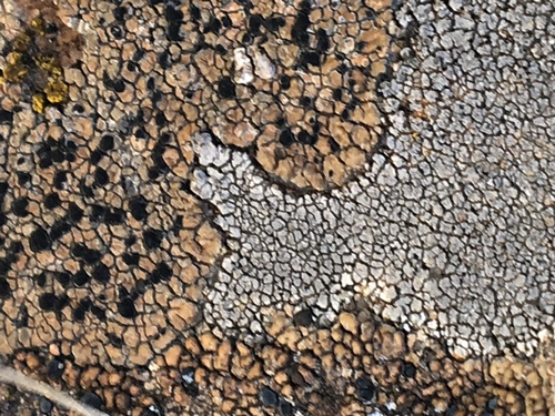 iNaturalist observation photo of Map Lichens