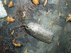 Acleris placidana