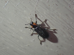Placopterus thoracicus