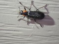 Placopterus thoracicus