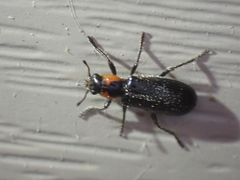 Placopterus thoracicus