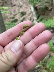 Carex echinodes