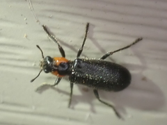 Placopterus thoracicus