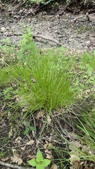 Carex echinodes