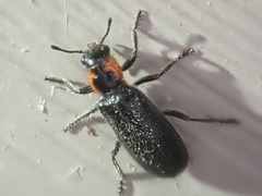 Placopterus thoracicus
