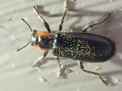 Placopterus thoracicus
