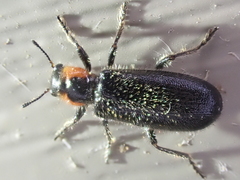Placopterus thoracicus