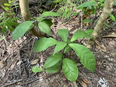 Capparidastrum frondosum