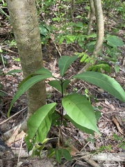 Capparidastrum frondosum