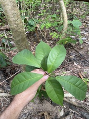 Capparidastrum frondosum