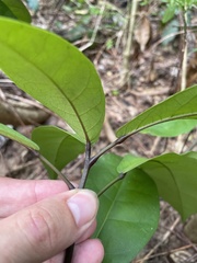 Capparidastrum frondosum