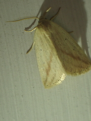 Amolita obliqua