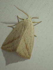 Amolita obliqua