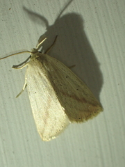 Amolita obliqua
