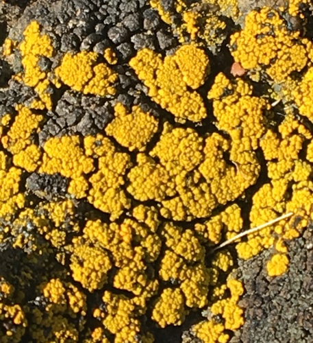 iNaturalist observation photo of Candleflame Lichens