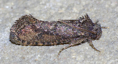 Acrolophus cockerelli