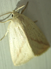 Amolita obliqua