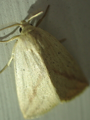 Amolita obliqua