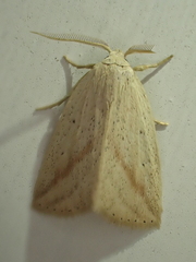 Amolita obliqua