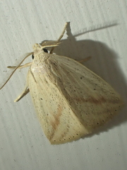 Amolita obliqua
