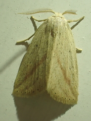 Amolita obliqua