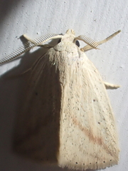 Amolita obliqua