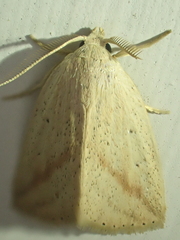 Amolita obliqua
