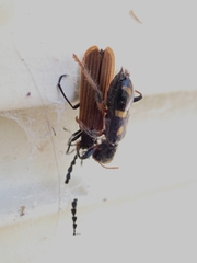 Pseudolycus rufipennis