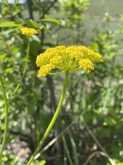 Harbouria trachypleura