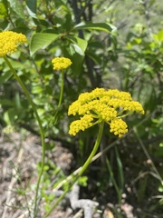 Harbouria trachypleura