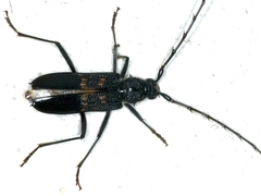 Phoracantha obscura