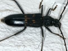 Phoracantha obscura