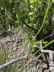 Harbouria trachypleura