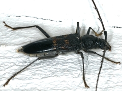 Phoracantha obscura