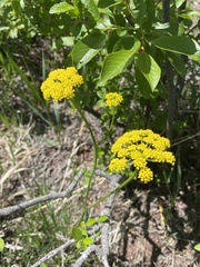Harbouria trachypleura