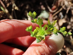 Sedum radiatum