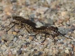 Lasiopogon