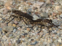 Lasiopogon