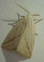 Amolita obliqua