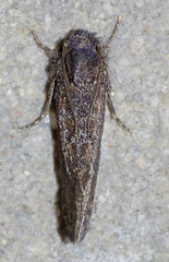 Acrolophus cockerelli