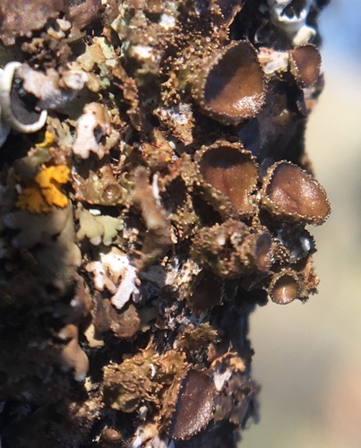iNaturalist observation photo of Camouflage Lichens