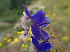 Delphinium sutherlandii