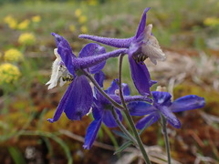Delphinium sutherlandii