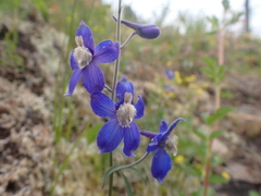 Delphinium sutherlandii