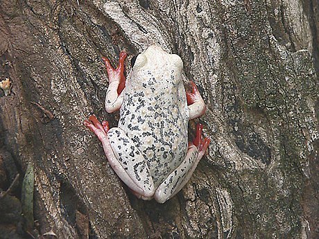 Grenouille roseau africaine (grenouille roseau peinte) (Hyperolius viridiflavus)