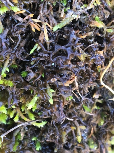 iNaturalist observation photo of Antlered Jellyskin Lichen
