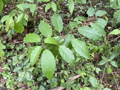 Trichostigma octandrum